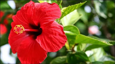 આ લાલ ફૂલનો છોડ ઘરે લગાવવાથી આર્થિક તંગી અને કંકાસ થશે દુર