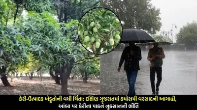 કેરી ઉત્પાદક ખેડૂતોની વધી ચિંતા  દક્ષિણ ગુજરાતમાં કમોસમી વરસાદની આગાહી  આંબા પર કેરીના પાકને નુકસાનની ભીતિ