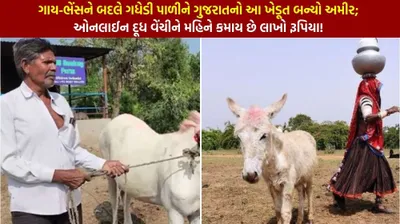 ગાય ભેંસને બદલે ગધેડી પાળીને ગુજરાતનો આ ખેડૂત બન્યો અમીર  ઓનલાઈન દૂધ વેંચીને મહિને કમાય છે લાખો રૂપિયા  આવક જાણીને દંગ રહી જશો