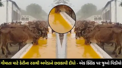 અવેડામાં પાણી ભરતા જોયા છે  પરંતુ ગુજરાતમાં ગૌમાતા માટે કેરીના રસથી અવેડાને છલકાવી દીધો  જુઓ વિડીયો