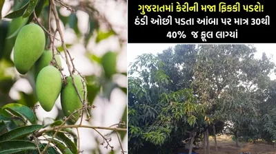 ગુજરાતમાં કેરીની મજા ફિકકી પડશે  ઠંડી ઓછી પડતા આંબા પર માત્ર 30થી 40   જ ફૂલ લાગ્યાં