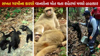 સખત ગરમીના કારણે ઝાડવા પર બેઠેલા વાંદરા ટપોટપ પડ્યા  વાનરોના મોત થતા શહેરમાં મચ્યો હાહાકાર